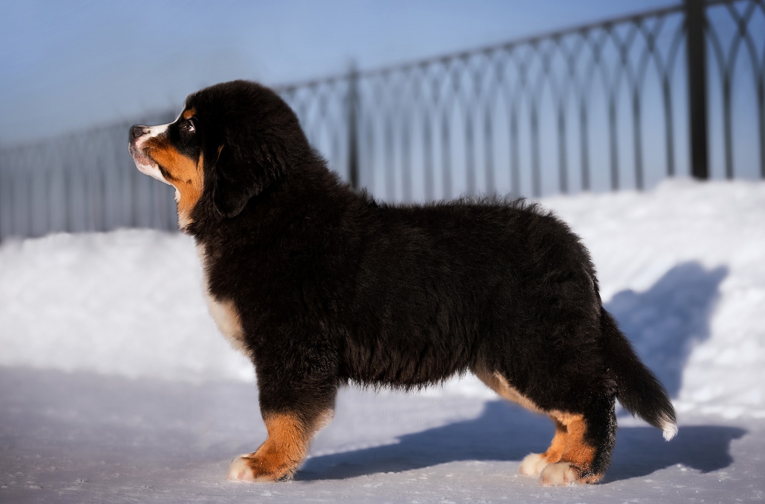 1V7A2067-1 копия — копия