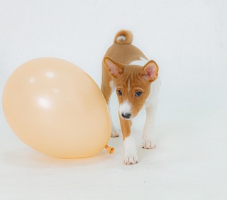 Arcana-Africana-pitomnik-basendgi-prodaga-shhenka