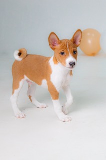 Arcana-Africana-pitomnik-basendgi-prodaga-shhenkov