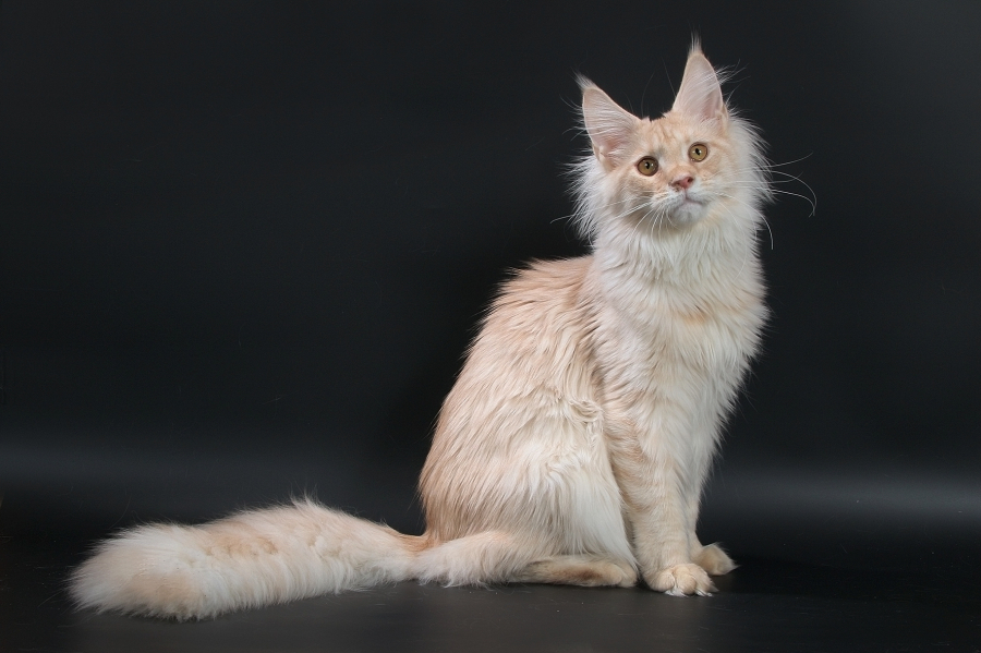 Caressa-pitomnik-mejn-kunov-prodaga-kota