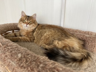 Golden-Dream-Cattery-itomnik-sibirskih-koshek-prodaga-koshek