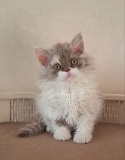 Gorgeous-Waves-pitomnik-selkirk-reksov-kupit-koshek