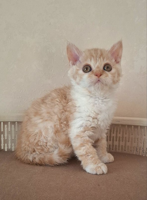 Gorgeous-Waves-pitomnik-selkirk-reksov-prodaga-koshki