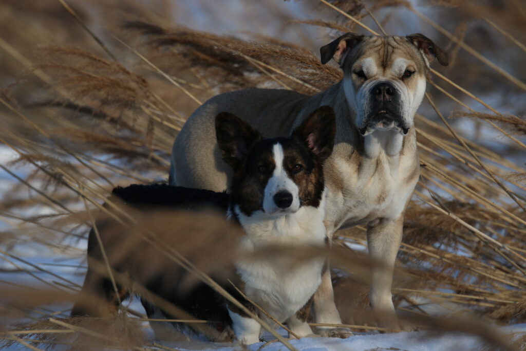 Grand-Marko-pitomnik-ka-de-bo-kupit-shhenkov