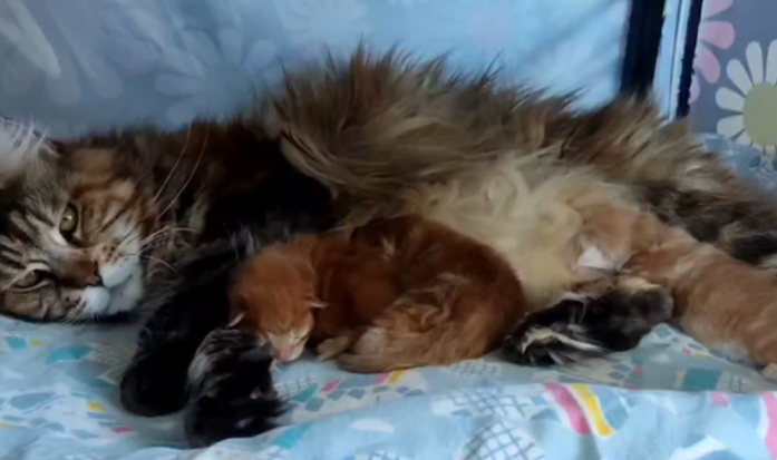 Karabasville-pitomnik-mejn-kunov-prodaga-kotjat