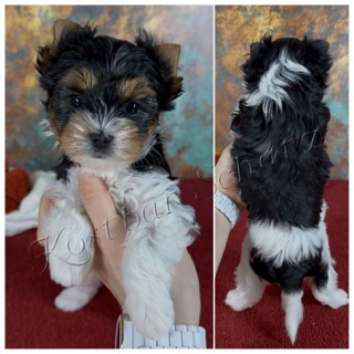 Kostbar-Schatz-pitomnik-jorkshirskih-tererov-prodaga-sobak