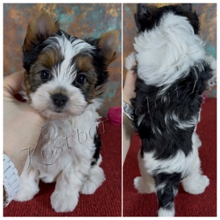 Kostbar-Schatz-pitomnik-jorkshirskih-tererov-prodaga-sobaki