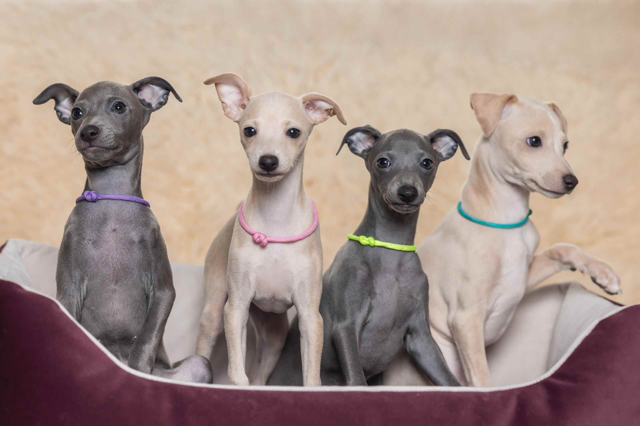 Levrette-buy-puppy-from-kennel