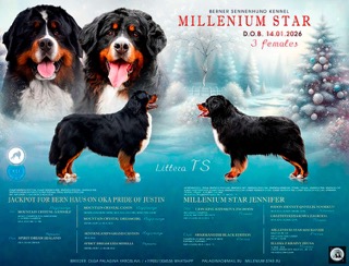 Millenium-Starpitomnik-bernskih-zennenhundov-prodaga-shhenkov 