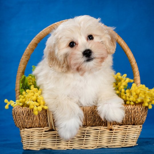 Mimimi-pitomnik-maltipu-kupit-shhenka