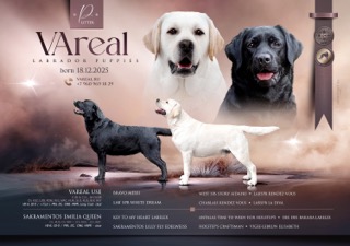 VAreal-pitomnik-labradorov-prodaga-shhenka