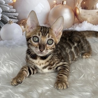 WALDEGRAND-pitomnik-bengalskih-koshek-kupit-kota