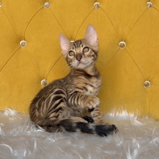 WALDEGRAND-pitomnik-bengalskih-koshek-kupit-kotjat