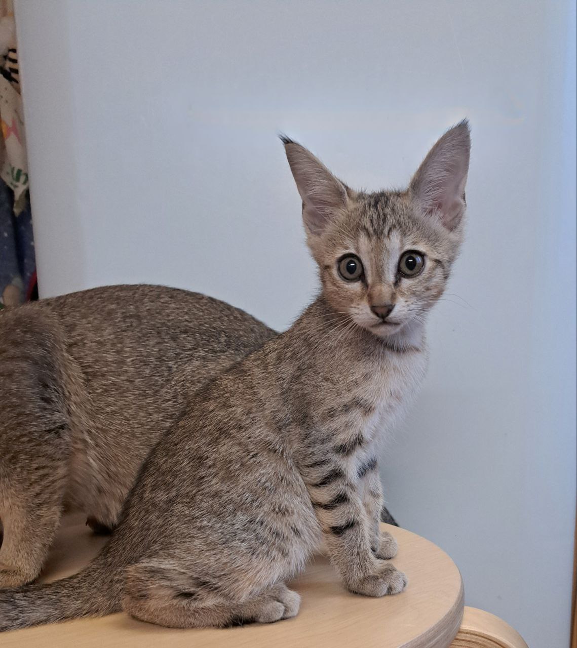 Wild-Beauty-pitomnik-karakalov-objavlenie-o–prodage-kotjat