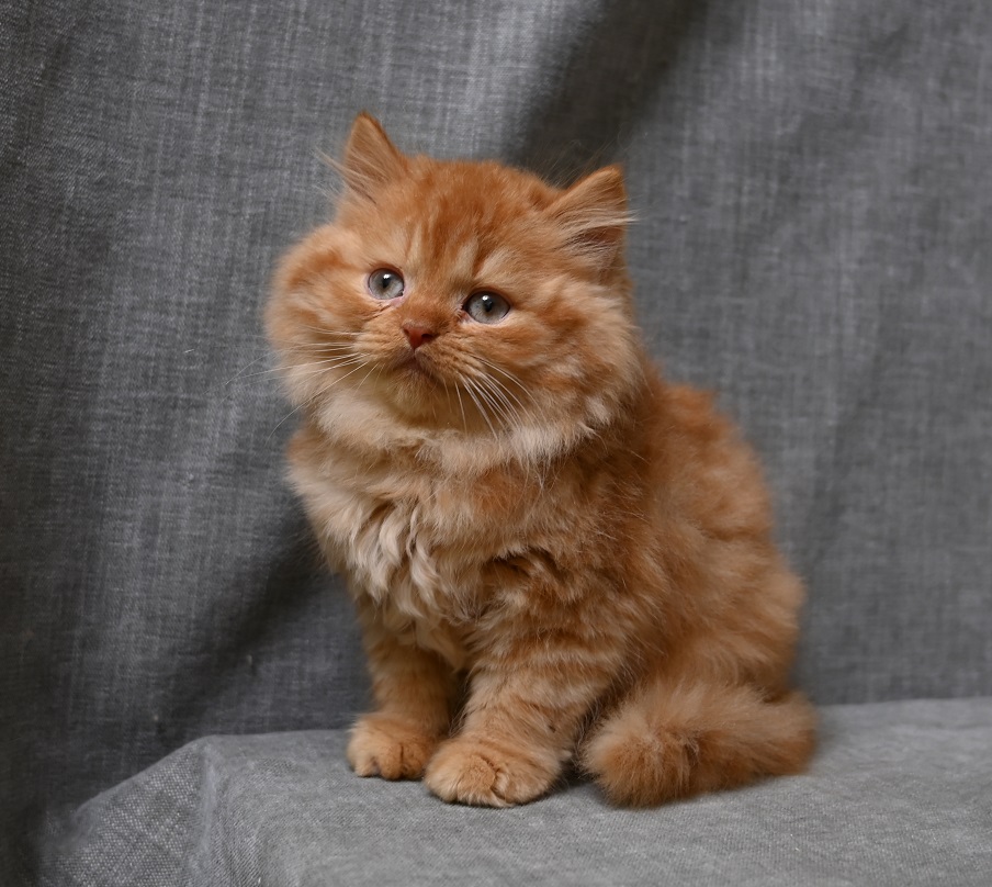 Yana’s-Pet-Shop-pitomnik-britanskih-koshek-prodaga-koshek