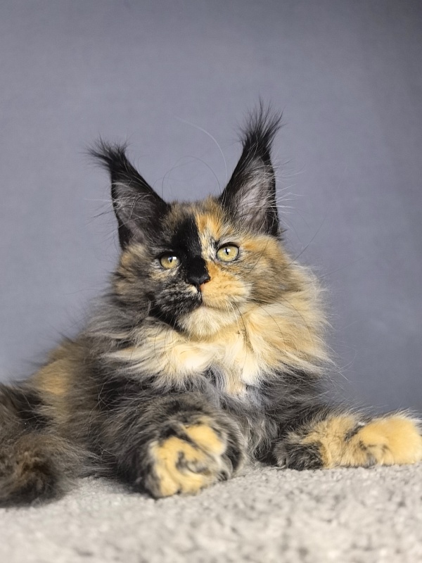 akbars-pitomnik-mejn-kunov-kupit-koshek