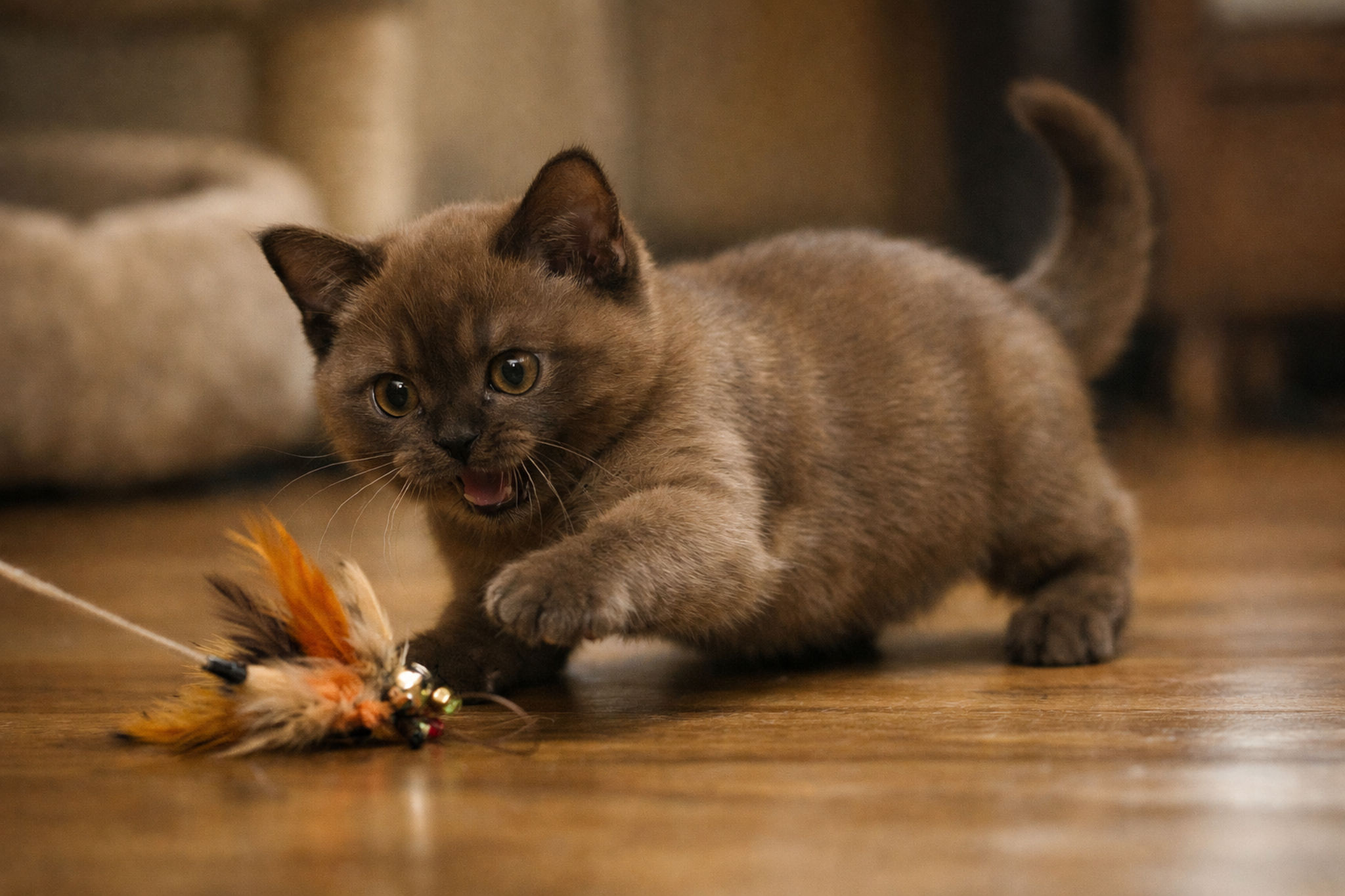 amerikanskaya-burma-kotenok-harakter-igra