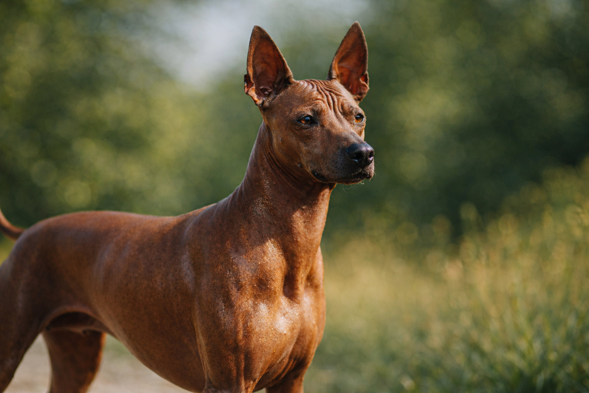 amerikanskaya-sobaka-golyj-terer-kupit-opisanie-zagaraet