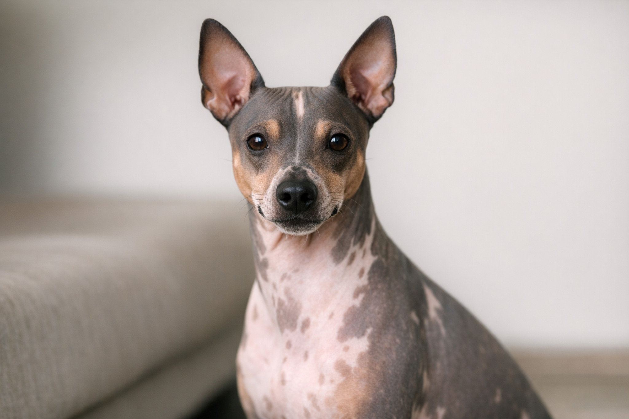 amerikanskiy-goliy-teryer-vybor-shchenka