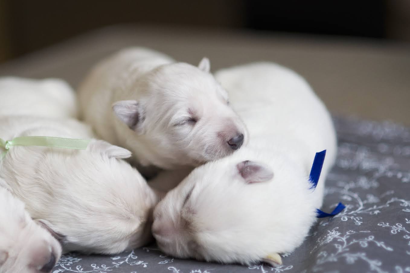 angelotti-pitomnik-beloj-shvejcarskoj-ovcharki-prodaga-sobaki