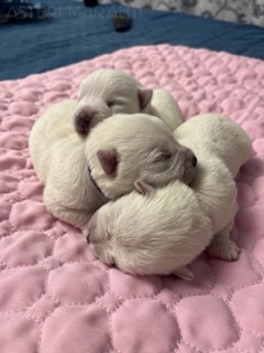 ateri-maranti-pitomnik-uajt-tererov-objavlenie-o-prodage-shhenkov