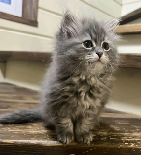 baraj-pitomnik-sibirskih-koshek-prodaga-koshek-3