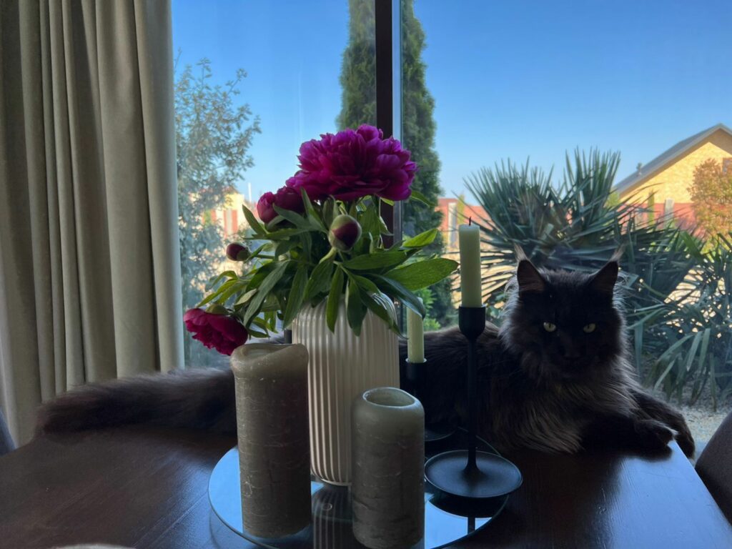 bella-diva-pitomnik-mejn-kunov-prodaga-kotenka