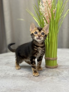 ben-joy-pitomnik-bengalov-i-mejn-kunov-prodaga-kota