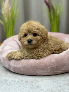 ben-joy-pitomnik-maltipu-prodaga-sobak