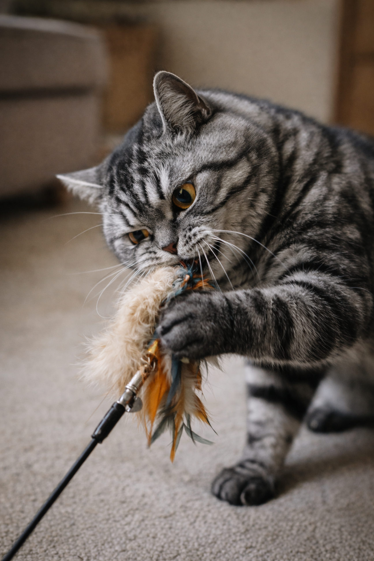 black-silver-shaded-pushistaya-chernaya-koshka-foto