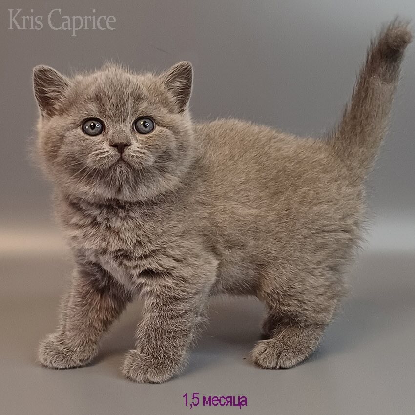 britanskaja-koshka-kupit-kotenka