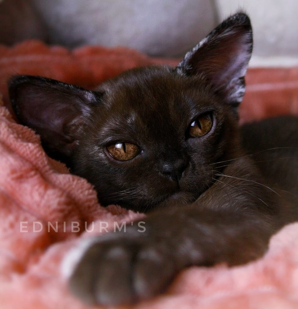 burmanskaja-koshka-buy-kitten