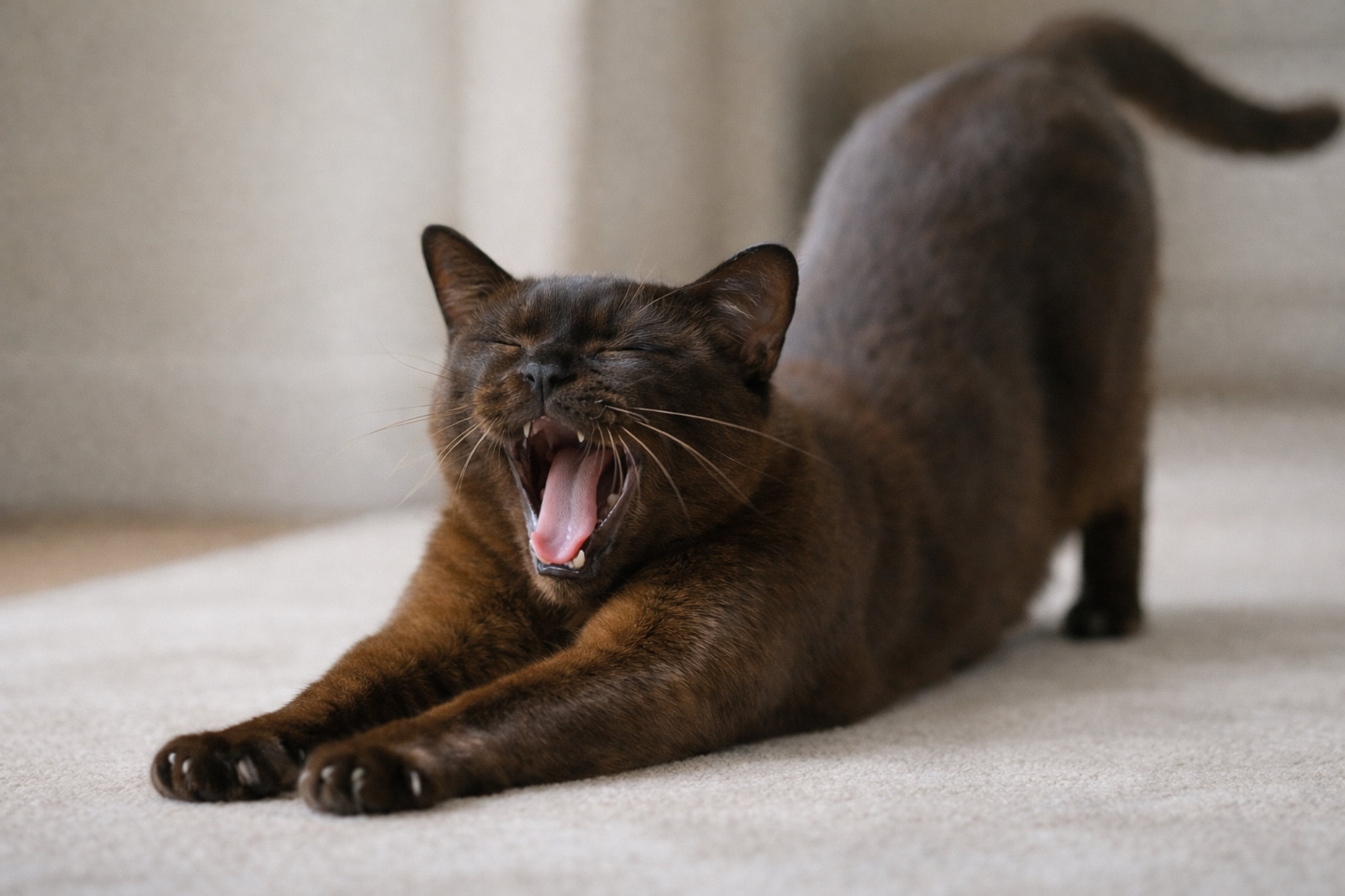 burmanskaya-koshka-foto-dobryy-harakter