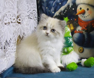 chesvet-line-pitomnik-shotlandskih-koshek-kupit-koshek