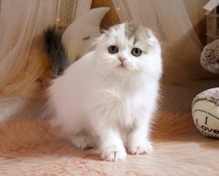 chesvet-line-pitomnik-shotlandskih-koshek-kupit-kotjat-1