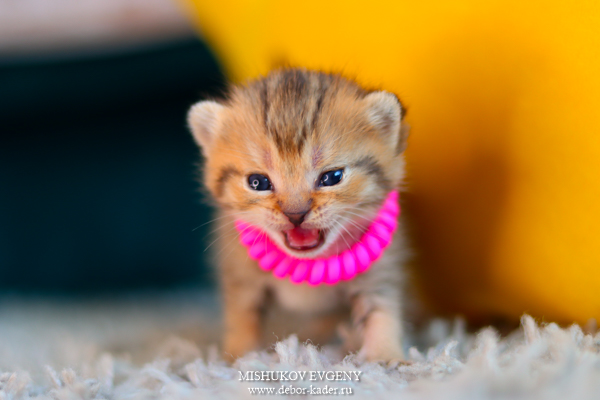 deborkader-pitomnik-britanskih-koshek-kupit-koshek