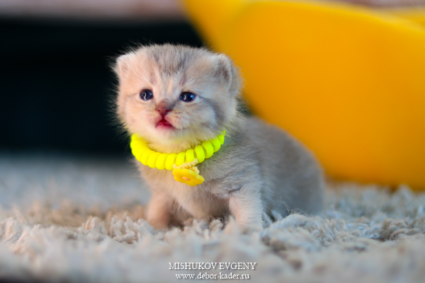 deborkader-pitomnik-britanskih-koshek-prodaga-kotenka-1