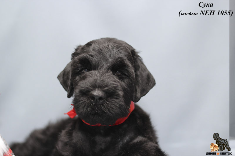 deneb-kejtos-pitomnik-russkih-chernih-tererov-kupit-shhenka