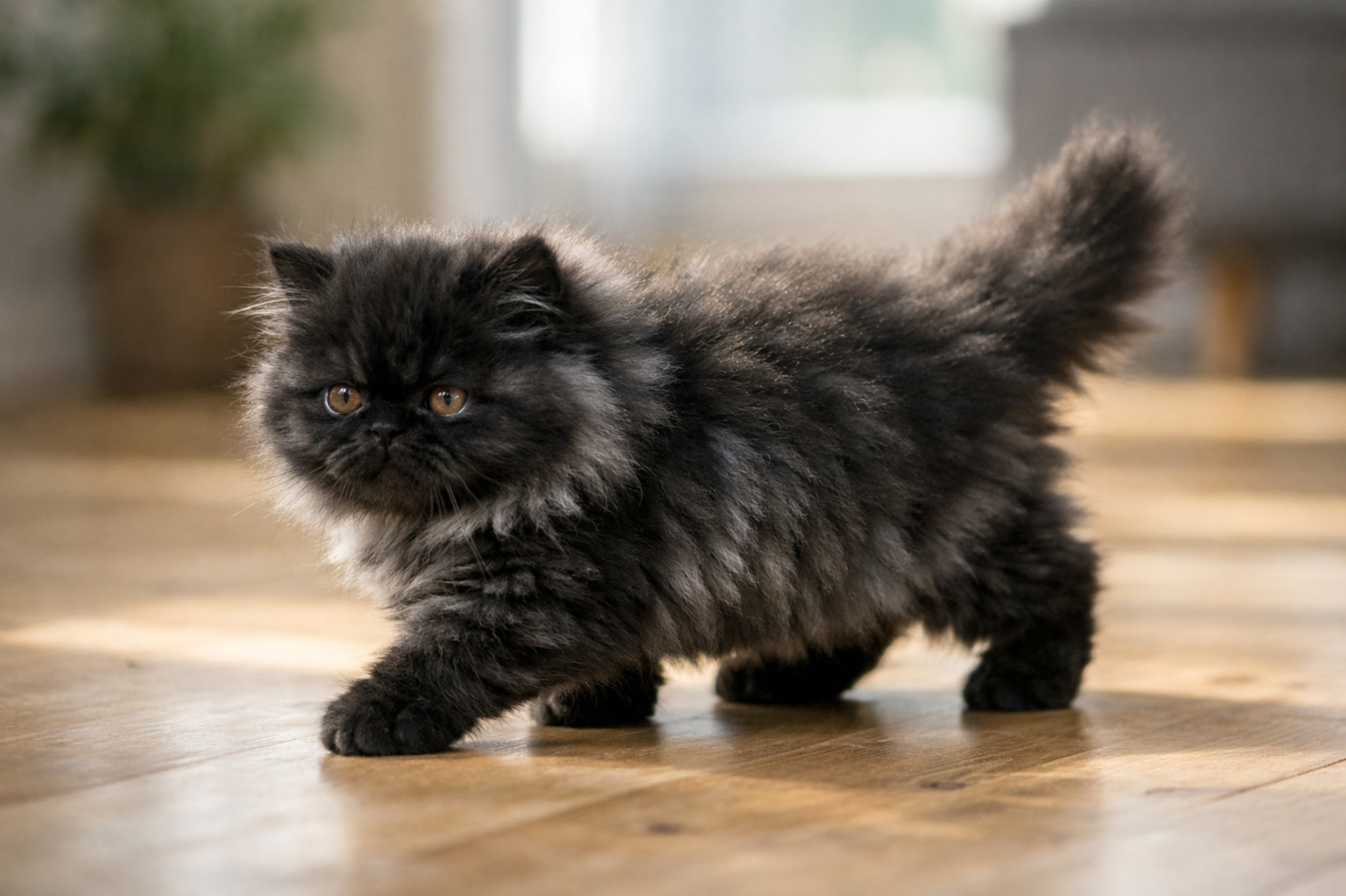 dlinnoherstnyy-kotenok-persidskiy-dym-foto