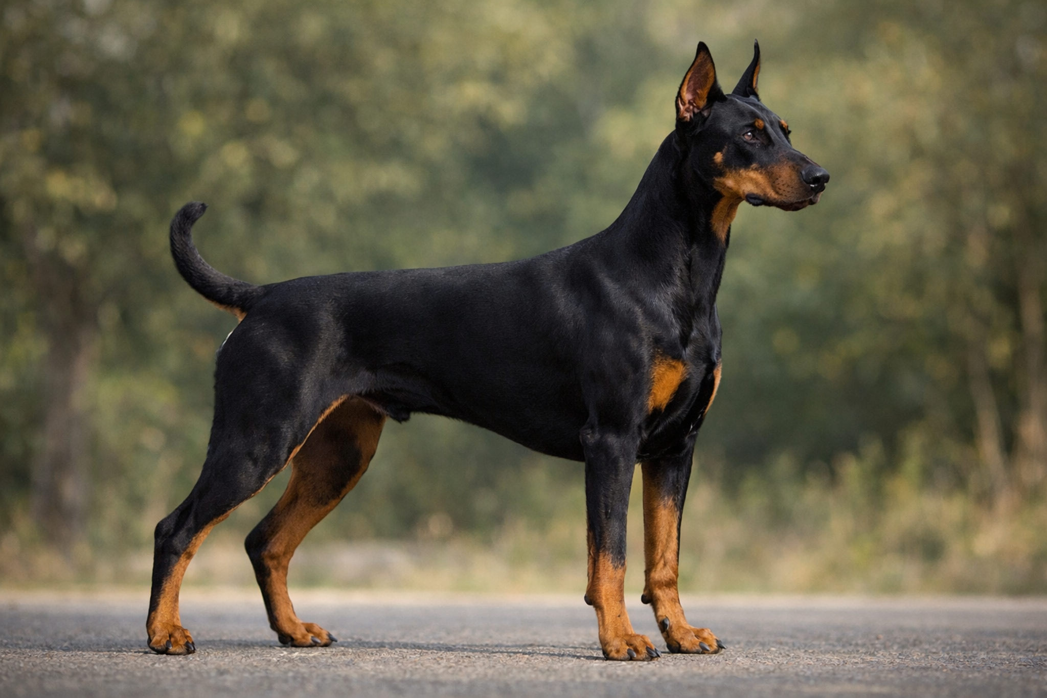 doberman-kupirovat-ushi-stoyashchiy