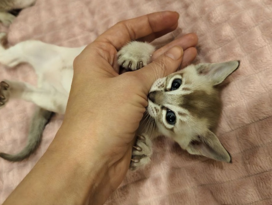 edelvejss-pitomnik-tonkinskih-koshek-objavlenie-o-proadage-kotenka