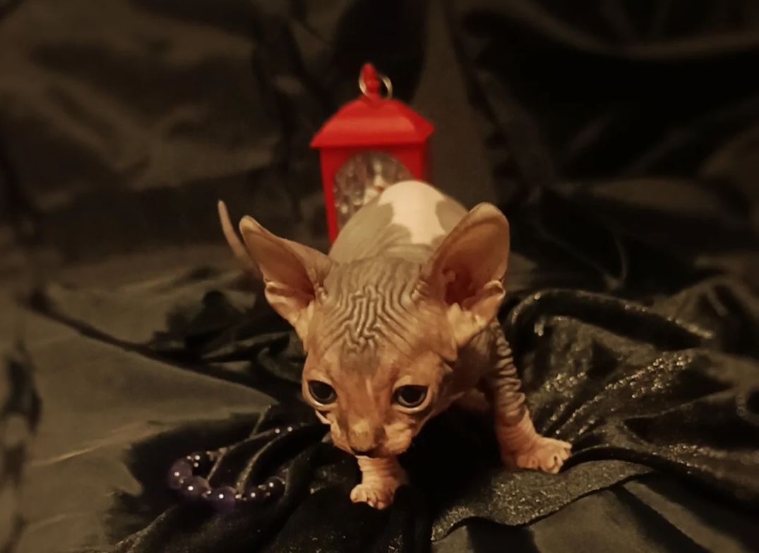 elf-buy-kitten-from-kennel