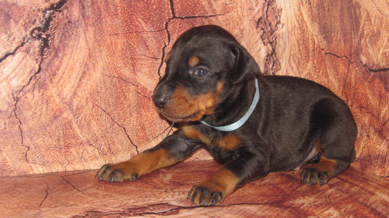 exclusive-star-pitomnik-dobermanov-kupit-shhenkov