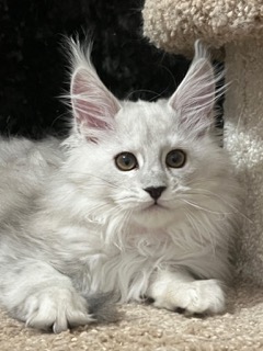 eyktan-pitomnik-mejn-kunov-prodaga-kotenka