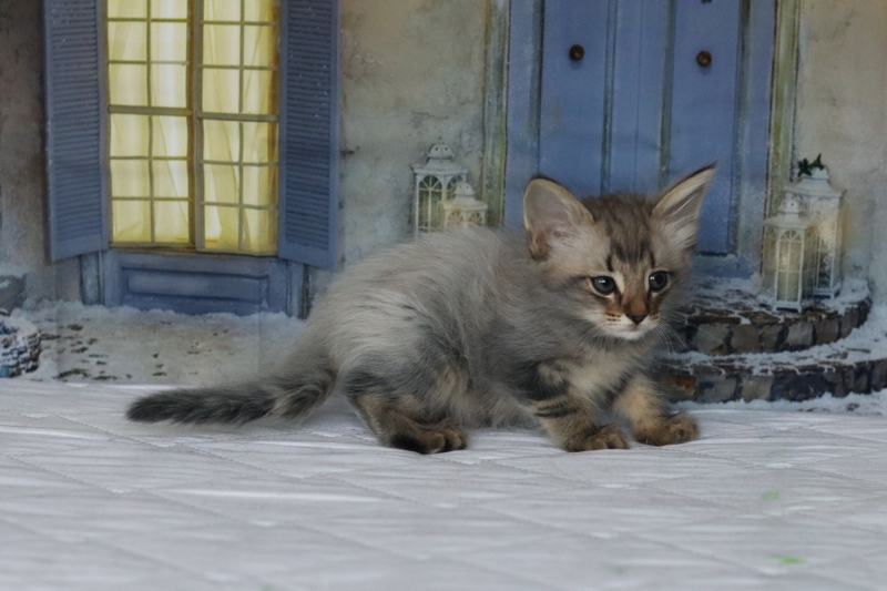 freya’s-lynux-pitomnik-norvegskih-lesnih-koshek-prodaga-koshek