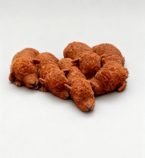 gently-born-pitomnik-pudelej-kupit-sobak