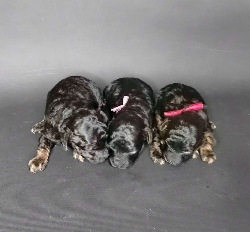 gently-born-pitomnik-rezenshnaucerov-kupit-sobak-1