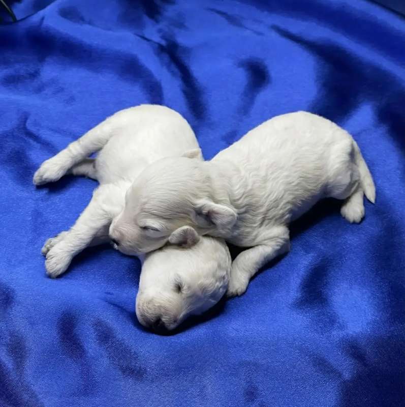 gently-born-pitomnik-rezenshnaucerov-prodaga-shhenkov