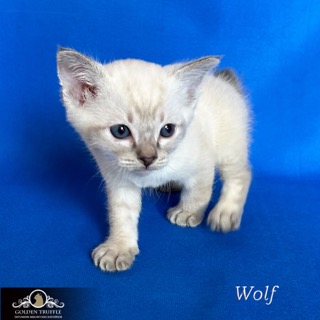 golden-truffle-pitomnik-bobtejlov-kupit-koshek-3