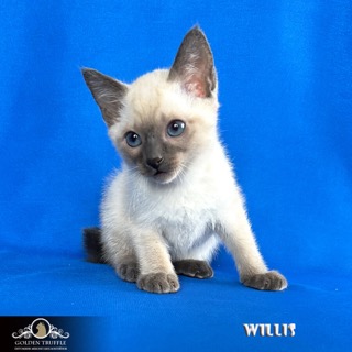 golden-truffle-pitomnik-bobtejlov-prodaga-kotja